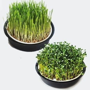 직접 키우는 새싹 (보리/무순)/키트/체험