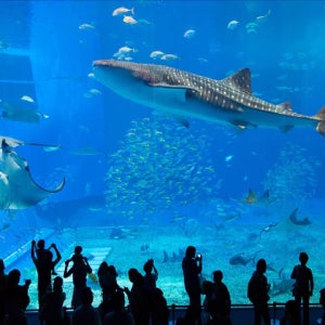 모두투어 일본 오키나와패키지 3일 츄라우미