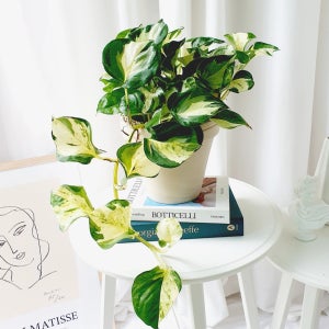 대품 오레우스 스킨답서스 무늬 키우기쉬운 공기정화 식물, 제이디 플레이스