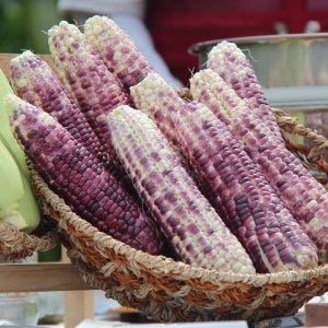 달달한 냉동 흑찰 옥수수 12개(중 대 특)