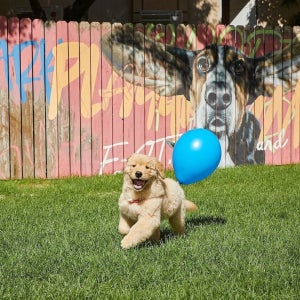 [홍천군] 소노펫클럽앤리조트 비발디파크