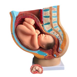 산부인과 골반강 여성 부착 만삭 태아 모델 임신 자궁모형 인체 의료 교육 실습 병원 분만