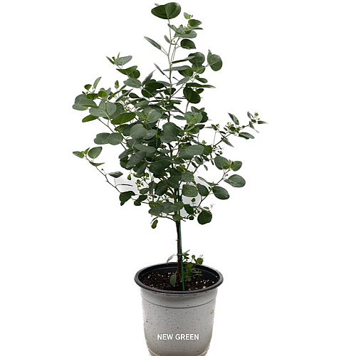 유칼립투스 폴리안 기관지식물 58cm 꽃 나무 공기정화식물