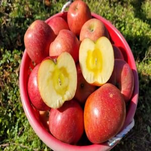 사과마루 꿀맛 부사 사과 대과 10kg (20-29과)