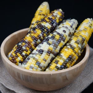 약16cm사이즈! 쫀득쫀득 찐 알록이 맛 찰옥수수