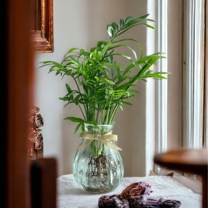 [실내공기정화❤️] 수경재배식물 테이블야자, 다람숲