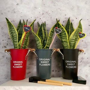 [미세먼지제거효과] 산세베리아 슈퍼바💚+메시지픽, 다람숲