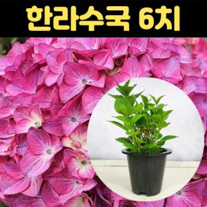 수국화분 최저가 가성비상품