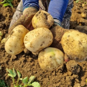 제일 맛있는 제주 햇감자 5kg