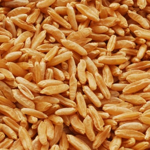 쫀득쫀득 구수한 정품 카무트 500g 1봉