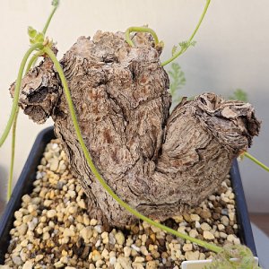 펠라고니움 트리스테 아프리카식물 코덱스식물 괴근식물