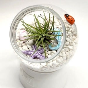 [칭찬] 공기정화식물 이오난사 틸란드시아 화분만들기 반려식물