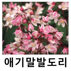 말발도리 최저가 가성비상품