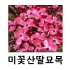 산딸나무