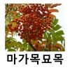 마가목묘목