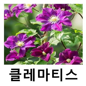 클레마티스 최저가 가성비상품