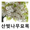 산벚나무