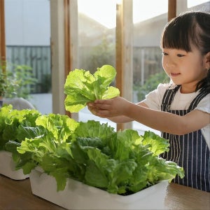 [식물 화분 세트] 🥬 상추 키우기 🥬 diy 키트 수경재배, 파머시카