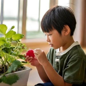 [식물 화분 세트]🍓 딸기 키우기🍓 diy 키트, 파머시카