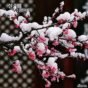 붉은매화나무 설중매묘목 조경수 정원가드닝