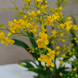 환타지아 향천 쵸코렛향  황조롱이 꽃피었던상품 꽃대없음 신상품 노란색 좋 화초 난초