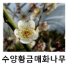 수양매화