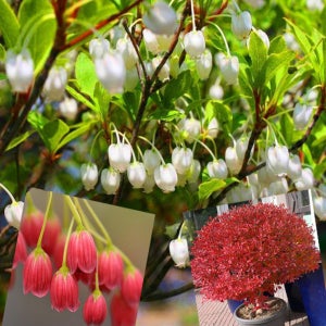 단풍철쭉(방울철쭉)