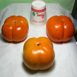 단감나무(태추/차량)