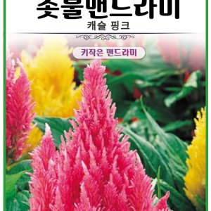 촛불맨드라미 캐슬 핑크 1000립 분화용꽃씨 일년생 화단용