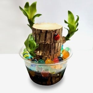 공기정화식물 행운목 화분만들기 5인세트