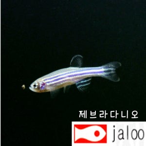 생먹이 자루 제브라 50마리 먹이용 물고기 관상어 열대어 줄무늬 수족관 물방 어항 수초