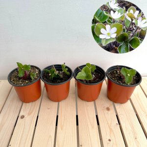 섬노루귀 꽃피는야생화 관엽식물 1+1  1세트