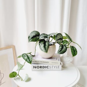 소품 픽투스 스킨답서스 엑조디카 엔젤스킨 반그늘 식물, 제이디 플레이스