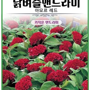 닭벼슬맨드라미 아모르 레드 20립 화단용꽃씨 가정용 5월파종 꽃차용씨앗
