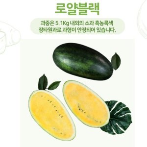 수박모종 최저가 가성비상품