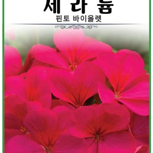 제라늄 핀토 바이올렛 5립 베란다 반려식물 모음 희귀 화단 행잉