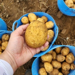 강원도에서 왔드래요! 분나는 두백감자