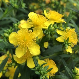 써니불러버드 물푸레나무 C3 포트묘 노란색꽃 긴개화기간 조경수