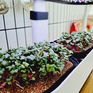 식물재배기 바이오필릭 마이크로그린 키트