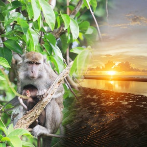 코타키나발루 반딧불 투어 선셋 석양 인생샷 뷰맛집 원숭이 바나나 먹이주기 식사포함