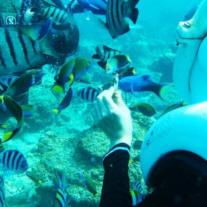 코타키나발루 씨워킹+가야섬+사피섬투어 코타키나발루 액티비티 예약