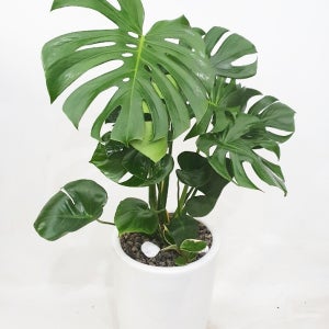 관엽식물 개업화분 공기정화식물 화분배달 천사꽃배달 산세베리아 금전수 해피트리 당일배송 개업축하선물 대형화분 뱅갈고무나무 부산꽃집 대구 대전 울산 몬스테라