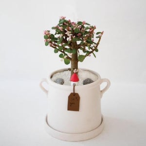 스노우폭스플라워 핑크 은행목 모던