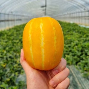 농장 당일수확 성주 참외 2kg 대과