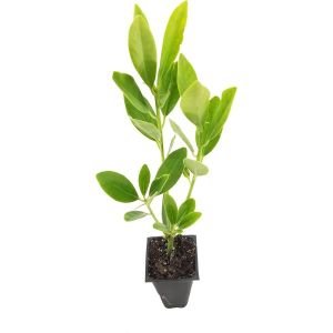 프리미엄 아니스 포레스트 그린 - 3가지 살아있는 식물 일리시움 파비플로룸 그늘을 사랑하는 상록수 생울
