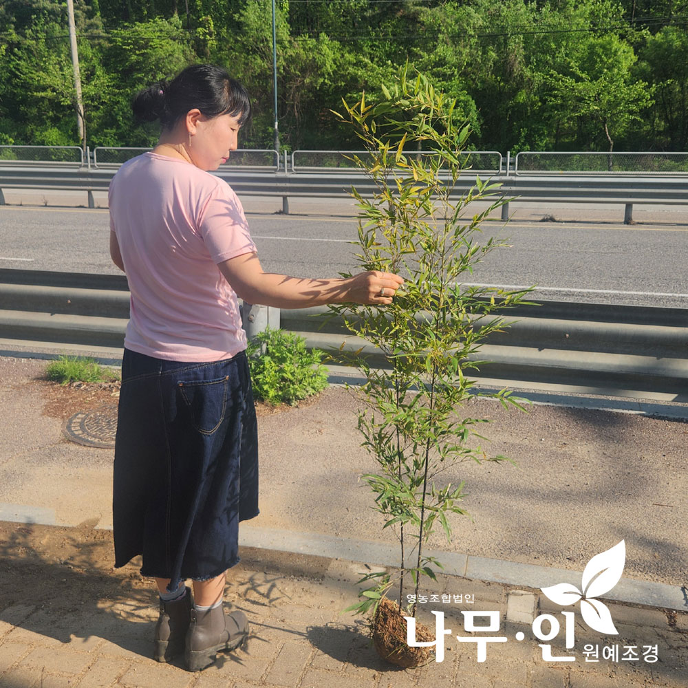 대나무지지대 대나무 식물 지지대 말뚝 덩굴 등산용 야채 정원 16 인치 18 8 12 20 개