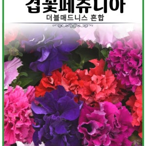 겹꽃페츄니아 더블매드니스 혼합 10립 꽃이 계속피는 씨앗 페튜니아일년생 포복성 울타리조경