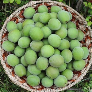 고흥 해풍맞은 청매실 10kg (대-특 매실청용)