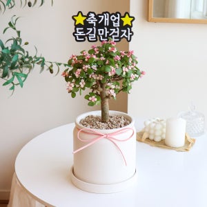 커스텀무료제작 ❤️기쁜소식❤️ 핑크 은행목 사랑목 화분, 식물이좋다