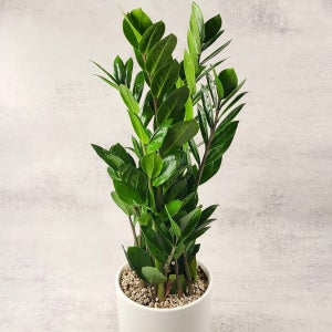 마음을 전하는 식물, 돈나무 금전수 (40~50cm)